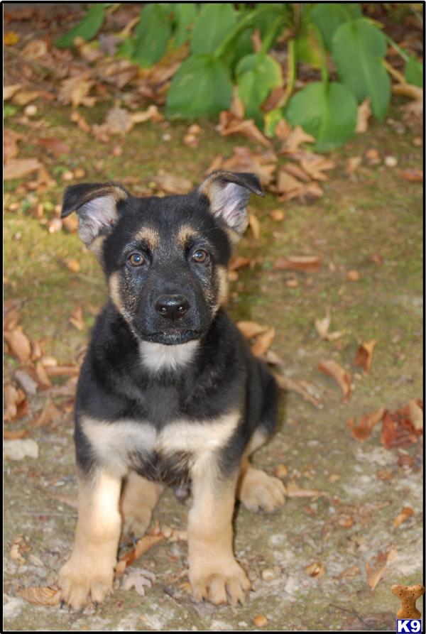 Von Der Schotterstrasse GSDs
